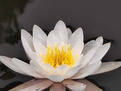 -大塘金香草谷