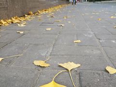 -陆家嘴中心绿地