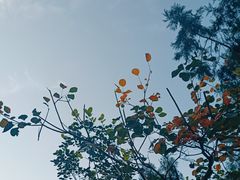 -香山公园