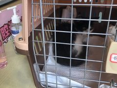 -萌兽医馆·犬猫专科·眼科中心·宠物医院(朝阳门分院)