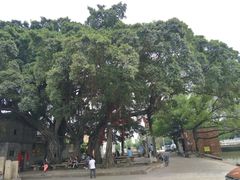 一树成林-烟桥古村