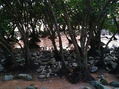 -宝安西湾红树林湿地公园