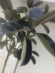 -HEYAN荷妍专业脱毛连锁机构