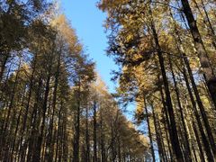 -山王坪喀斯特国家生态公园