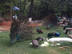 -昆明动物园