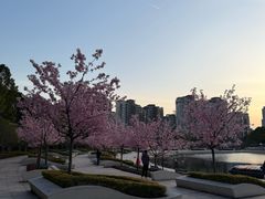 -新江湾城公园