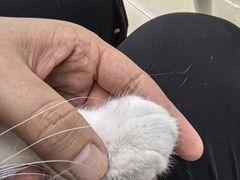 -瑞派动物医院·猫专科·至诚(江南中分院)