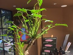 -泰·菩提树下[泰式按摩x精油SPAx肩颈头疗](新景店)