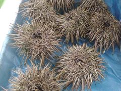 -小铜锣湾海鲜家常菜馆(河西店)