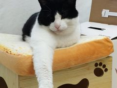 -汪喵宠物医院·骨科心脏影像·犬猫急重症ICU诊疗中心(成华分院)