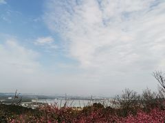 -香雪海
