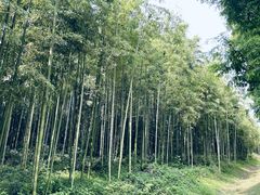 -黄海国家森林公园