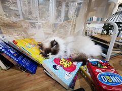 -共舞时光猫咖·狗咖(新街口店)