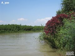 -大湾区中央湿地公园