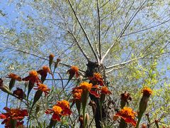 -黄椅山火山森林公园