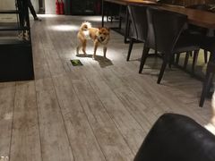 -百好乐宠物友好餐厅(朝外大街店)