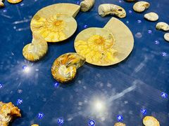 -青岛贝壳博物馆