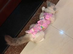 -宠爱国际动物医院· 猫科· 外科·中兽医(长白店)