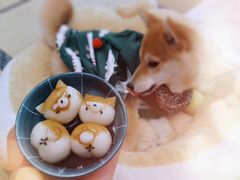 -逗柴咖啡屋·狗咖猫咖宠物桌游