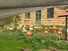 -哈尔滨北方森林动物园