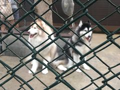 -TrueLove @ Neverland (Husky Cafe)