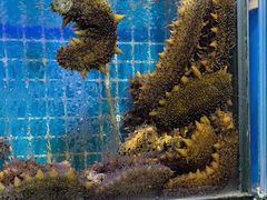 -前王院•巧克力海鲜市集餐厅(万平口店)