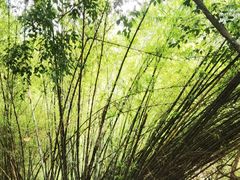-大雁山风景区