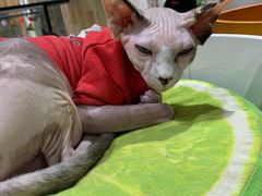 -藏猫猫咖啡主题馆(中央大道店)