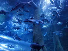 -成都浩海立方海洋公园