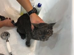 -momokira米努特·德文卷毛猫·棉花面纱犬