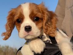 -萌宠之家·腊肠犬·马尔泰·小体犬舍