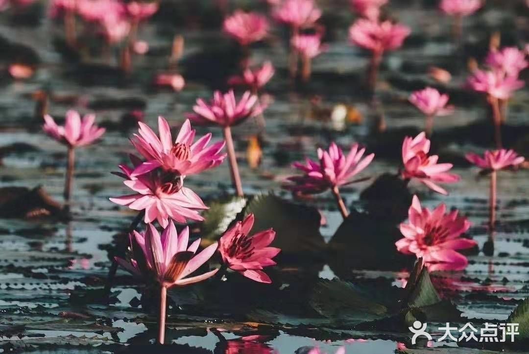 绝美秘境 万亩睡莲 绽放梦幻地平线