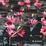 绝美秘境 万亩睡莲 绽放梦幻地平线