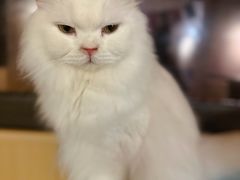 -MOCHA明星猫咖(田子坊店)