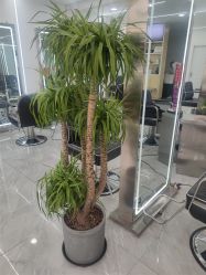 -Coo Hair salon