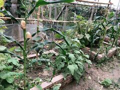 -马陆小张葡萄园农家乐