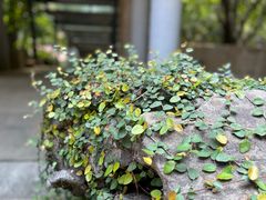 -中国茶叶博物馆(双峰馆区)
