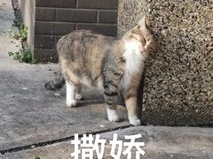 -串妹花式冰粉(乐山总店)