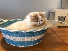 -Cappucimeow猫咪咖啡馆(韦伯时代店)