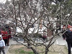 -香雪海