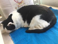 -Anne猫窝咖啡屋