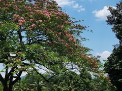 -中国科学院西双版纳热带植物园