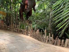 -呀路古热带植物园