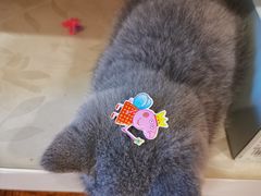-喵zoo家庭繁育猫舍(尖东智能花园店)