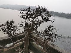 -湖畔居茶楼(湖滨店)