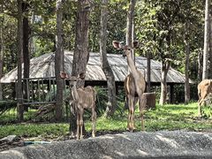 -清迈夜间动物园