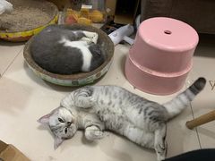-创凡宠物医院·骨专科  猫科中心(西乡分院)