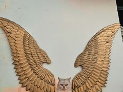 -喵屿·大理花园猫咖