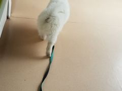 -伟伟宠物医院·瑞派猫友好医院·猫科(光谷店)