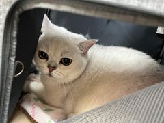 -申普宠物医院·心脏介入·心血管微创(总院)